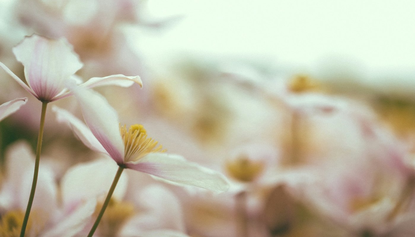 Sito web sui fiori di Bach di Valeria Ballarati consulente BFRP - Bach Foundation Registered Practitioner